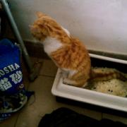 Arena para gatos para evitar vaho en el coche Arena para gatos para evitar vaho en el coche